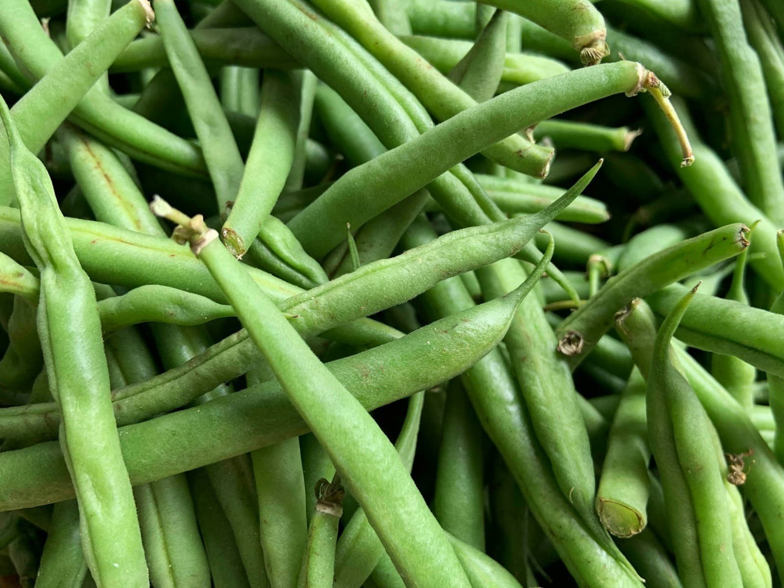 Can You Eat Raw Green Beans? The Food Safety Dad
