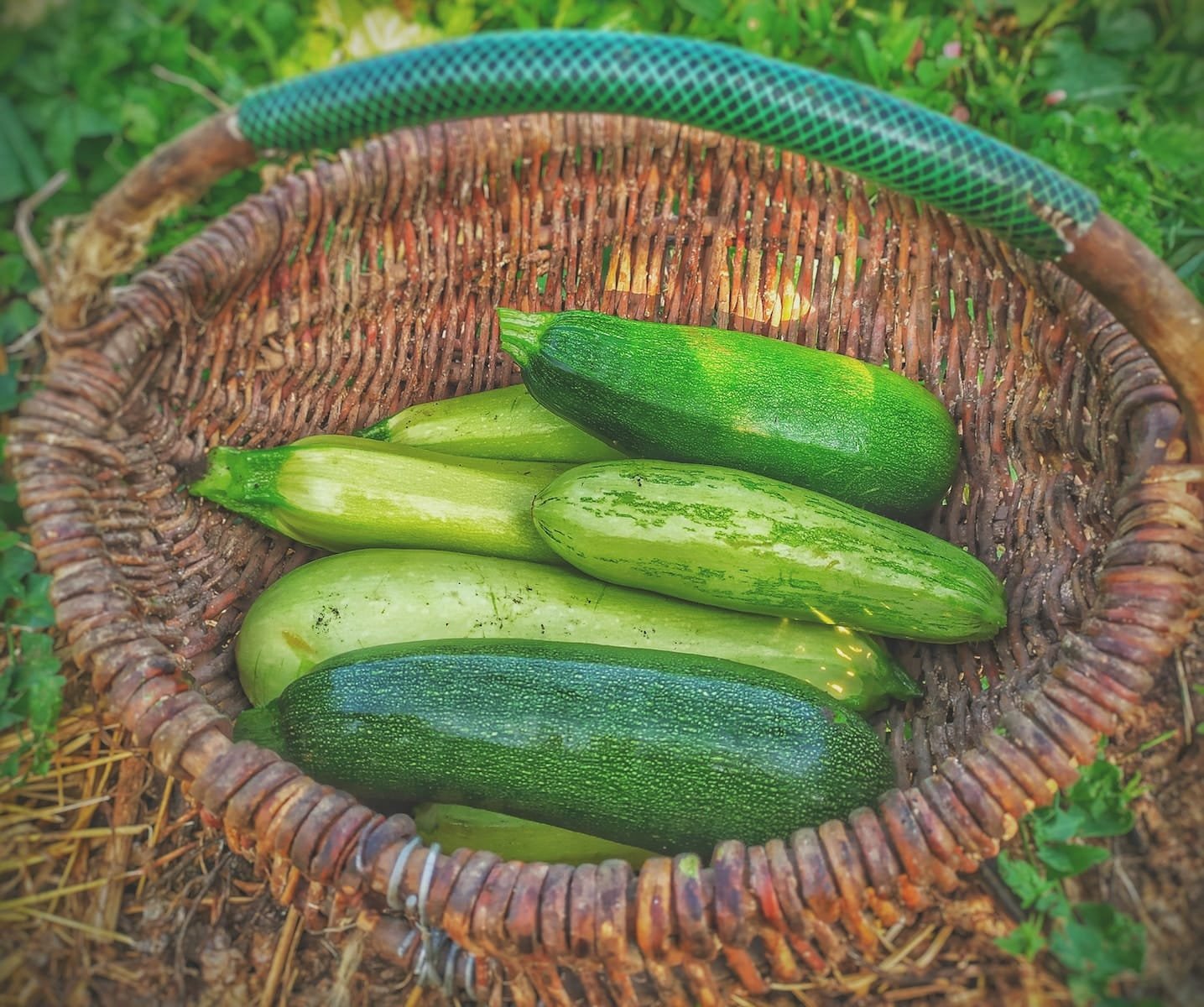 green cucumbers on round brown wicker basket