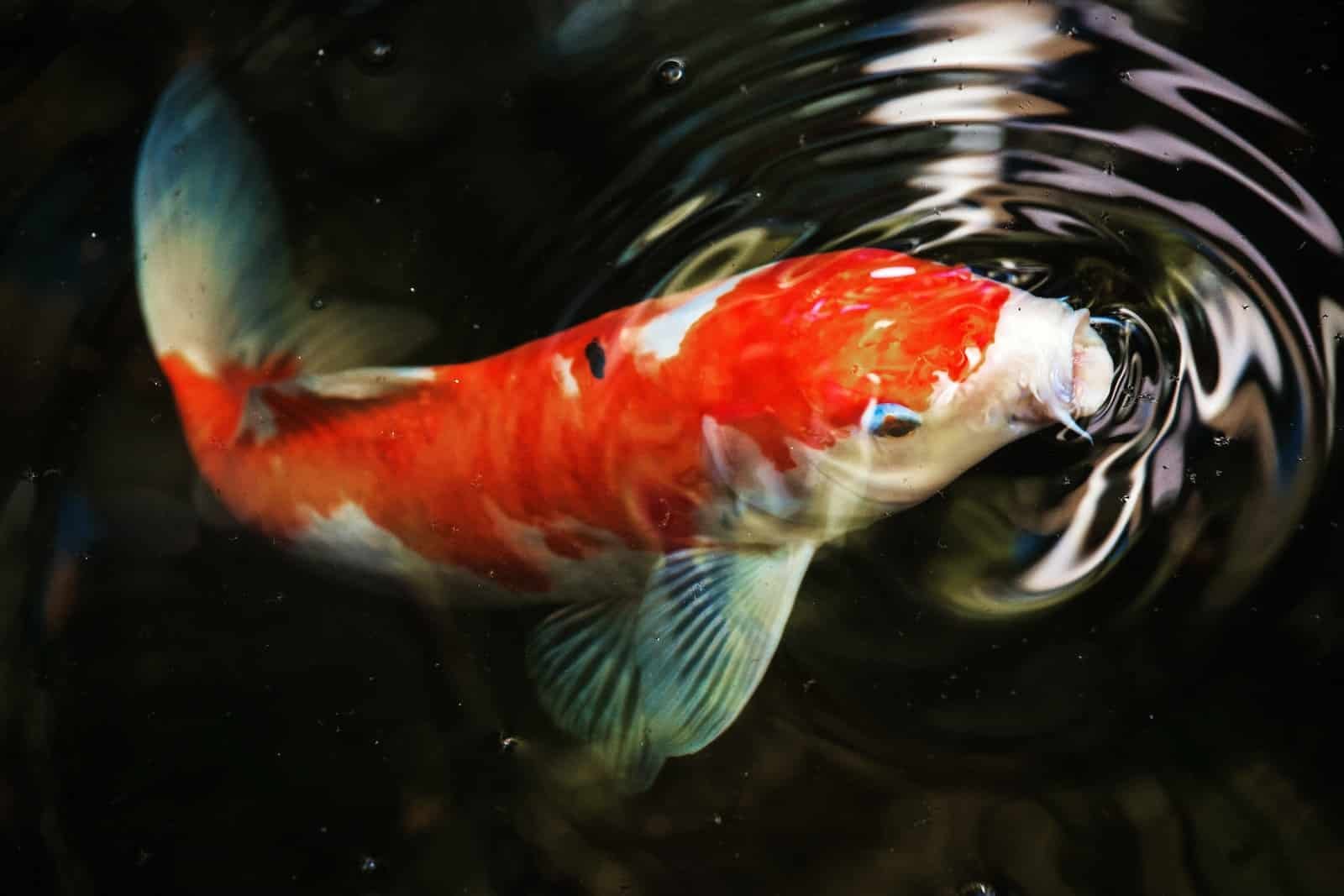 Can You Eat Koi Fish?