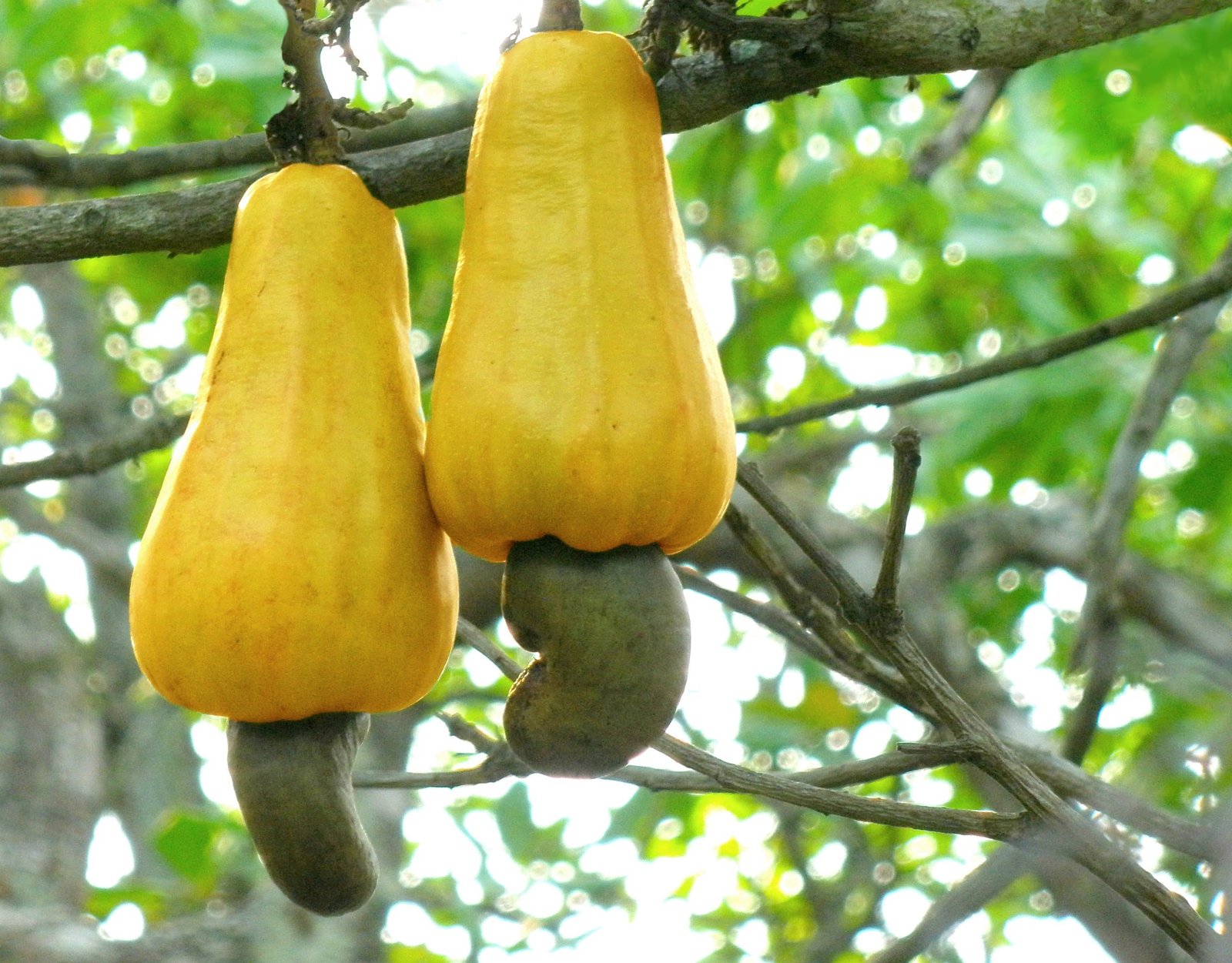 Can You Eat the Fruit of a Cashew?