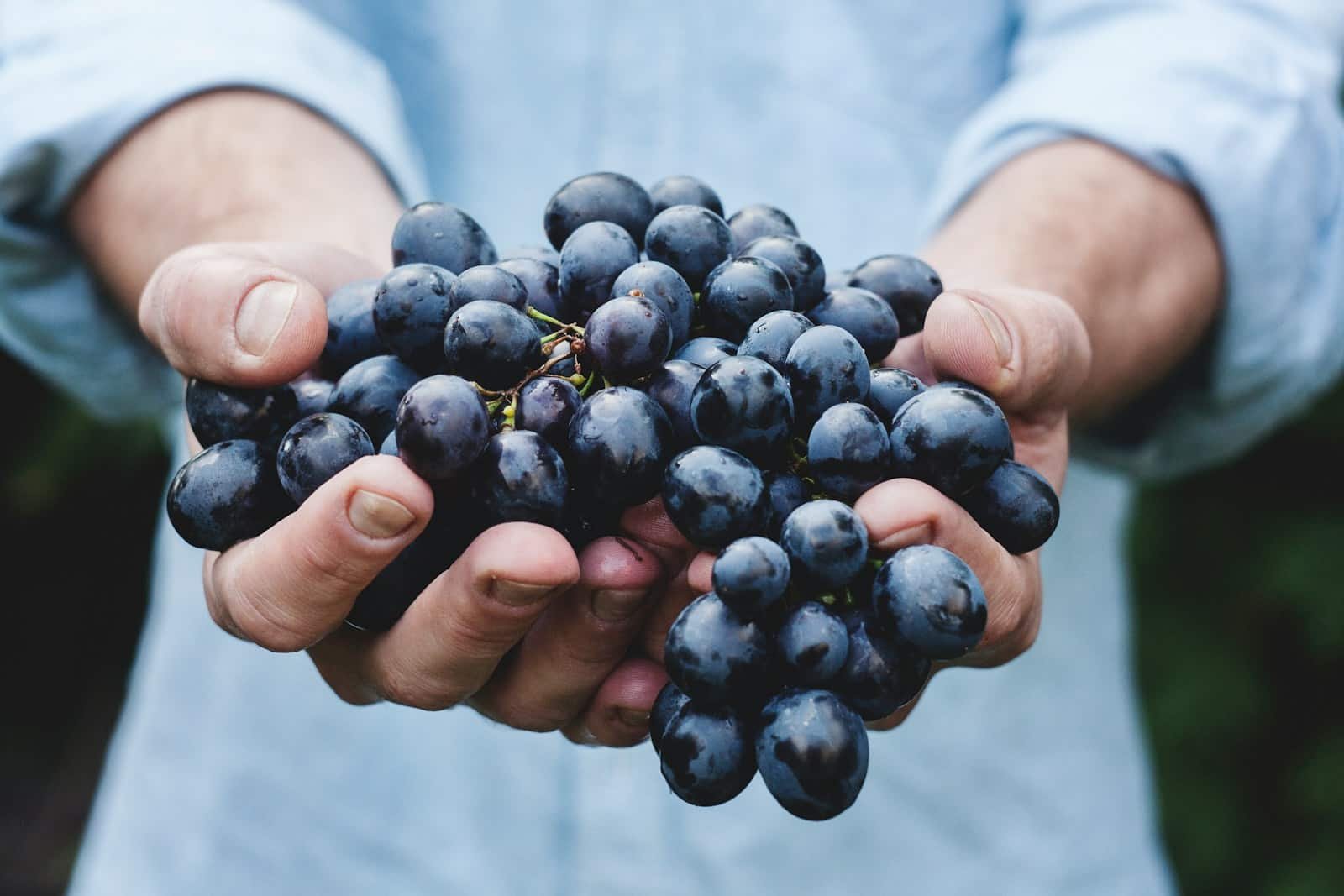 Is It Okay To Swallow Grape Seeds Is It Safe To Eat Grape Seeds? – The Food Safety Dad